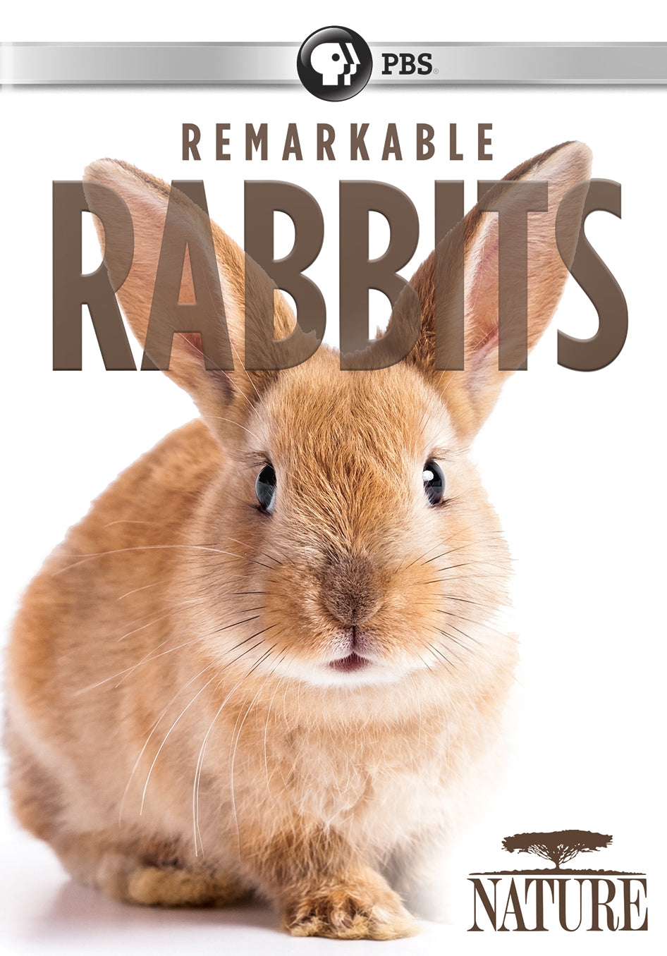 Nature: Remarkable Rabbits cover art