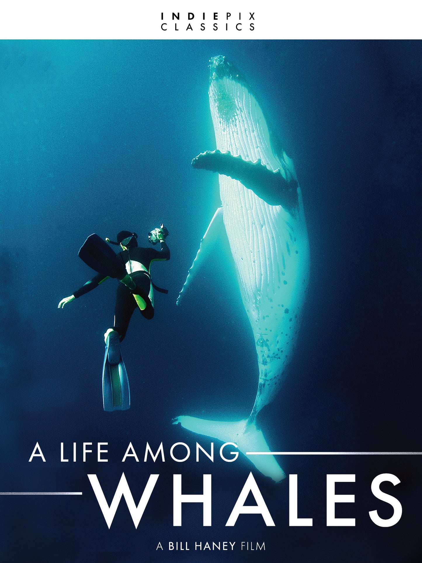 Life Among Whales cover art